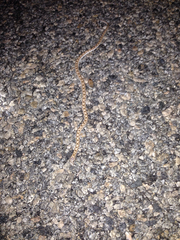 Phyllorhynchus decurtatus