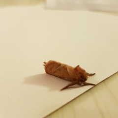 Triodia sylvina