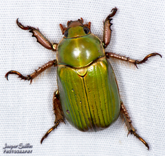 Chrysina lecontei