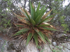 Agave madrensis