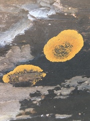 Variospora thallincola