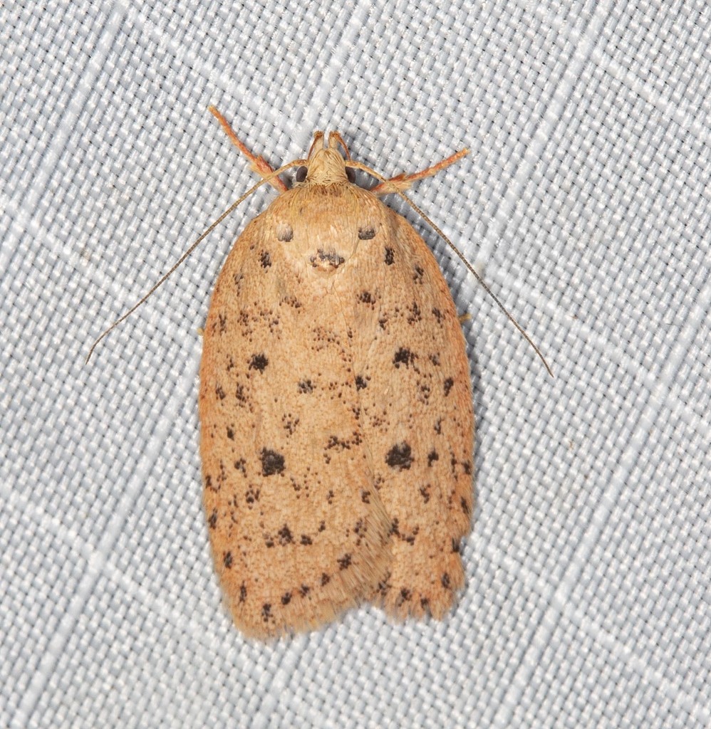Garrha atripunctatella