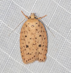 Garrha atripunctatella