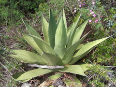 Agave gentryi