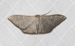 Idaea coercita