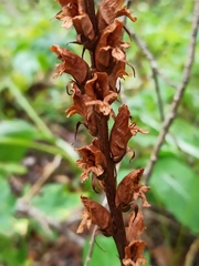 Orobanche pallidiflora