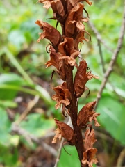 Orobanche pallidiflora