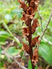 Orobanche pallidiflora