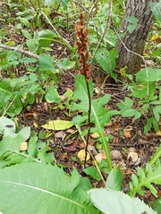Orobanche pallidiflora