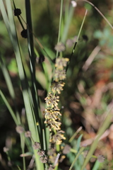 Lomandra multiflora multiflora