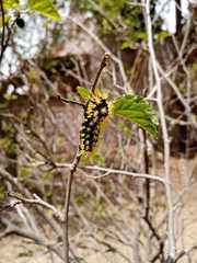 Leucanella viridescens