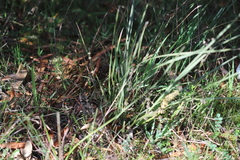 Lomandra multiflora multiflora