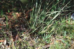 Lomandra multiflora multiflora
