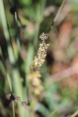 Lomandra multiflora multiflora