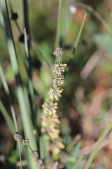 Lomandra multiflora multiflora