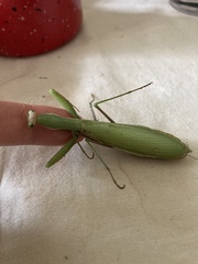 Mantis religiosa