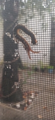 Hemiscolopendra marginata