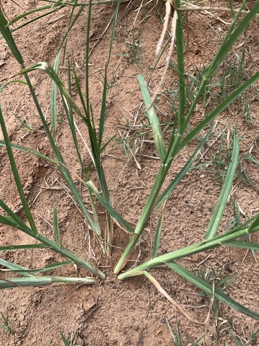 Eleusine indica
