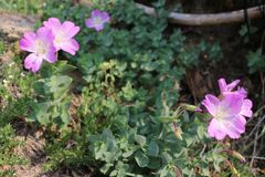 Epilobium rigidum