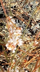Eriogonum kennedyi austromontanum