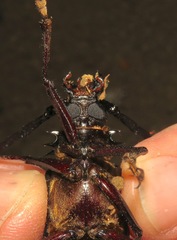 Derobrachus longicornis