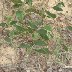 Acacia humifusa