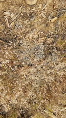 Eriogonum kennedyi austromontanum