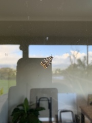 Hectobrocha pentacyma