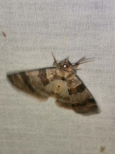 Cymatophorina diluta