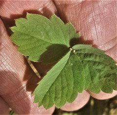 Fragaria cascadensis