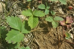 Fragaria cascadensis