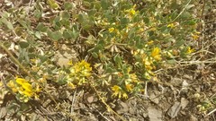 Acmispon decumbens