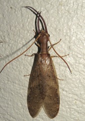 Corydalus flavicornis