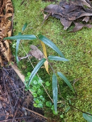 Parsonsia brownii