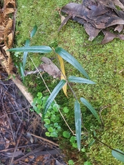 Parsonsia brownii