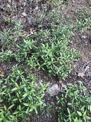 Dyschoriste linearis