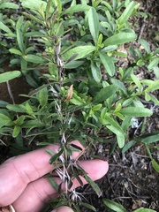 Dyschoriste linearis