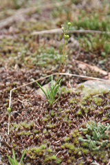Phemeranthus rugospermus