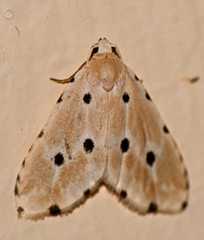 Metaemene satellita