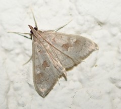 Mecyna asinalis