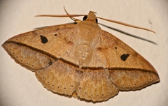 Ugia sundana