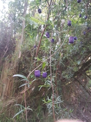 Billardiera macrantha