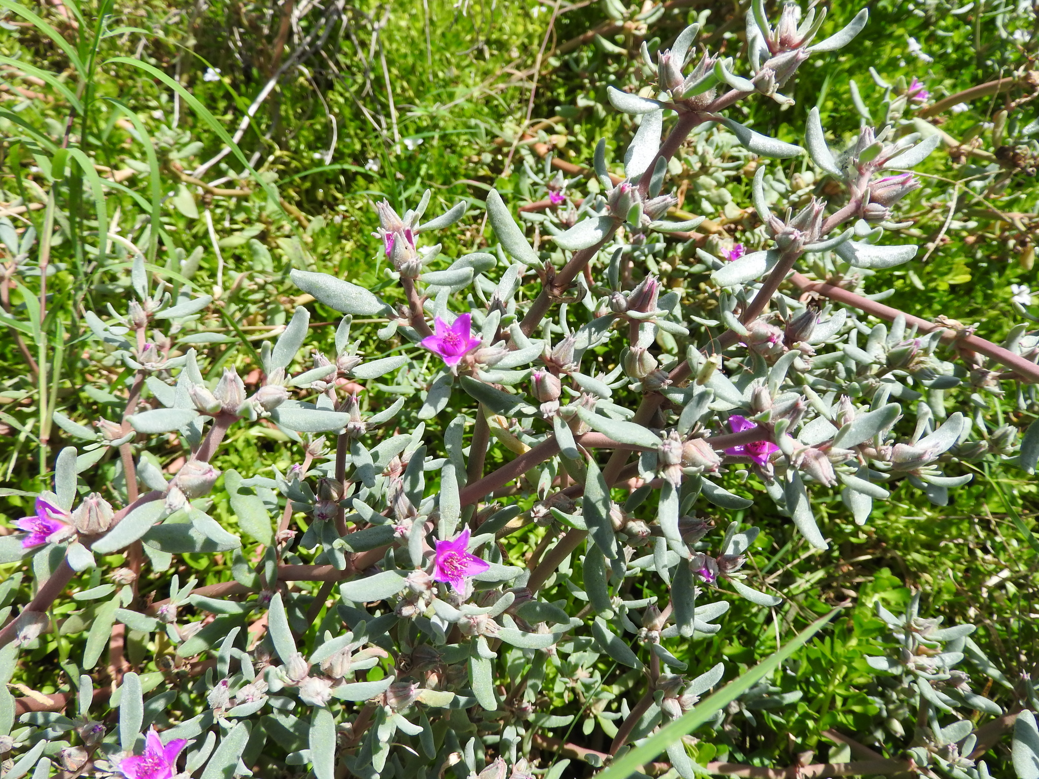 Sesuvium revolutifolium Ortega