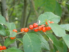 Ilex laevigata