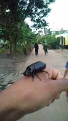 Oryctes rhinoceros