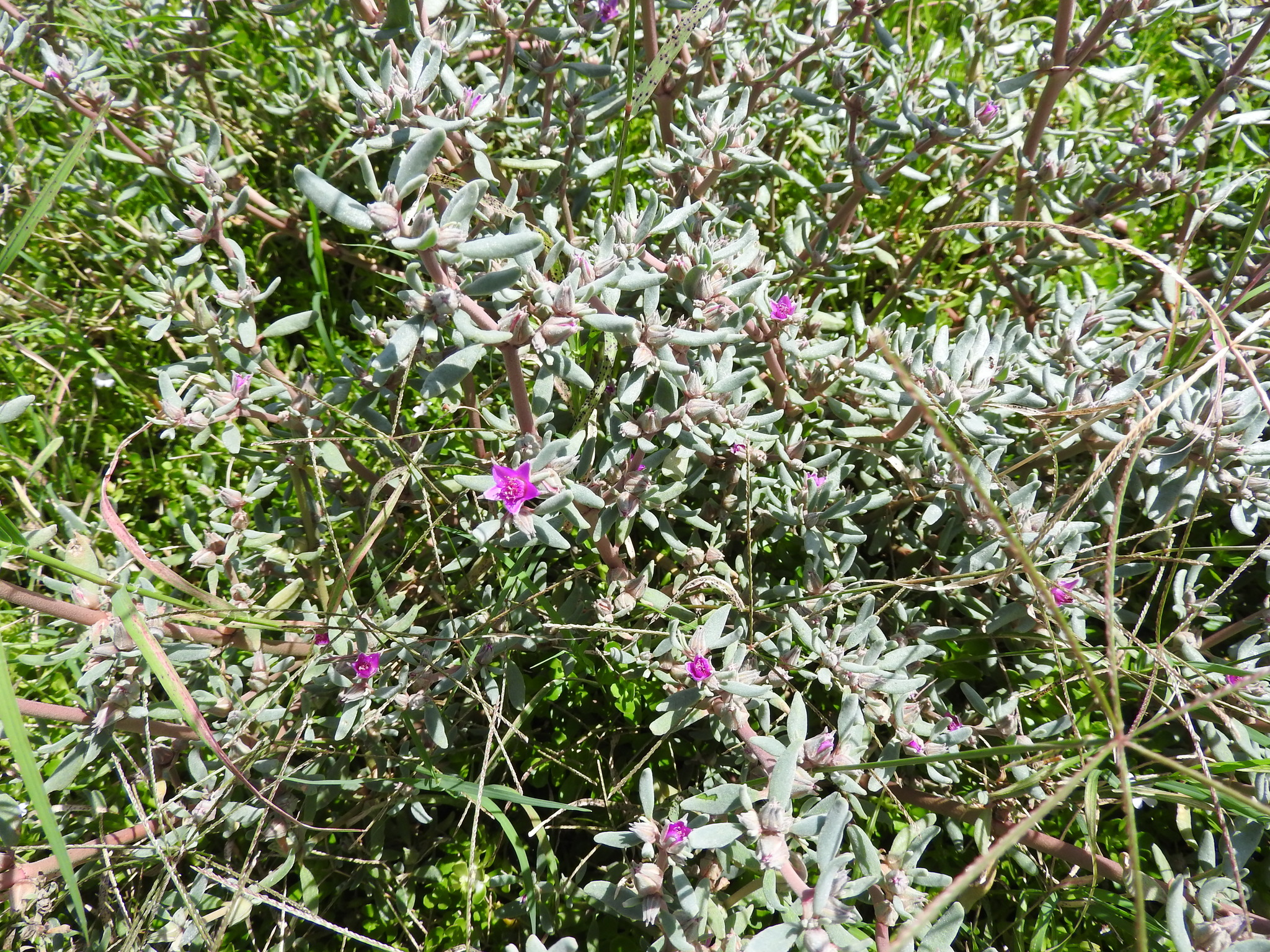 Sesuvium revolutifolium Ortega 2