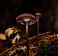 Mycena kurramulla