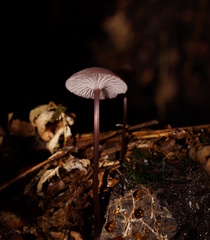 Mycena kurramulla