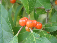 Ilex laevigata