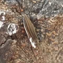 Agrilus macer